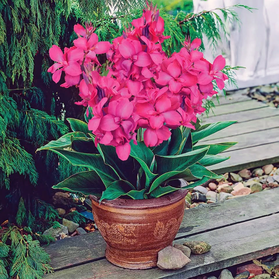 Bright pink canna lily flowers in brown terracotta pot on wooden deck with green foliage background