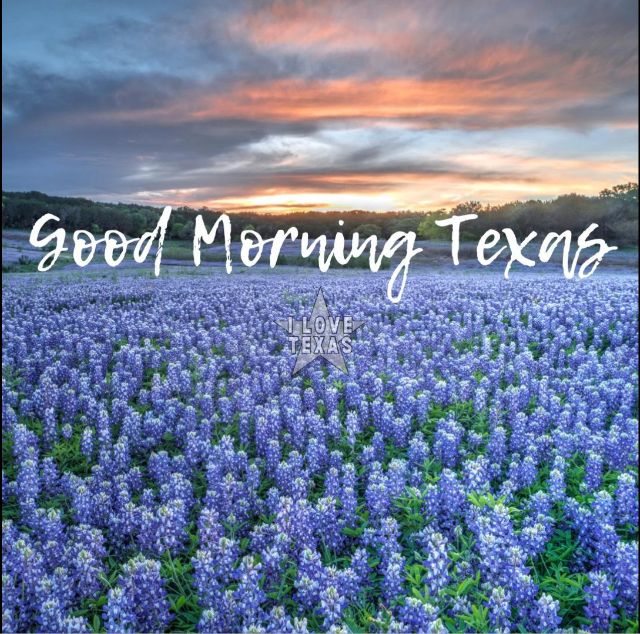 Field of blue bluebonnet wildflowers under dramatic orange and blue sunset sky