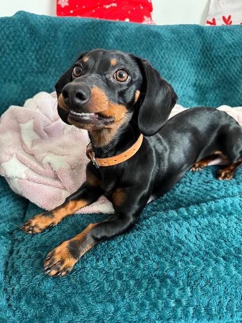 Dog Portrait