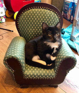 Tuxedo Kitten on Miniature Chair