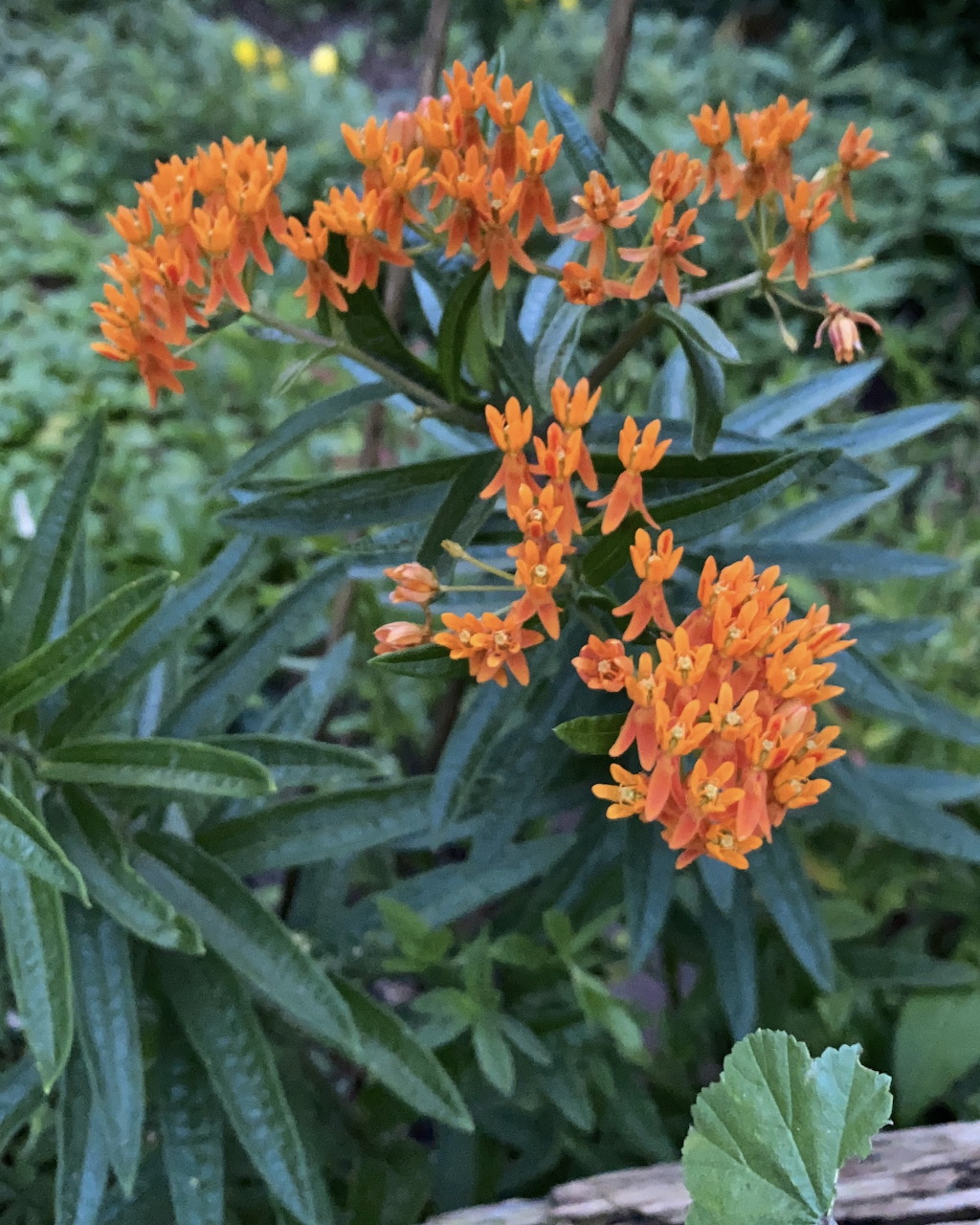 Bright orange flower clusters with narrow green leaves in a garden