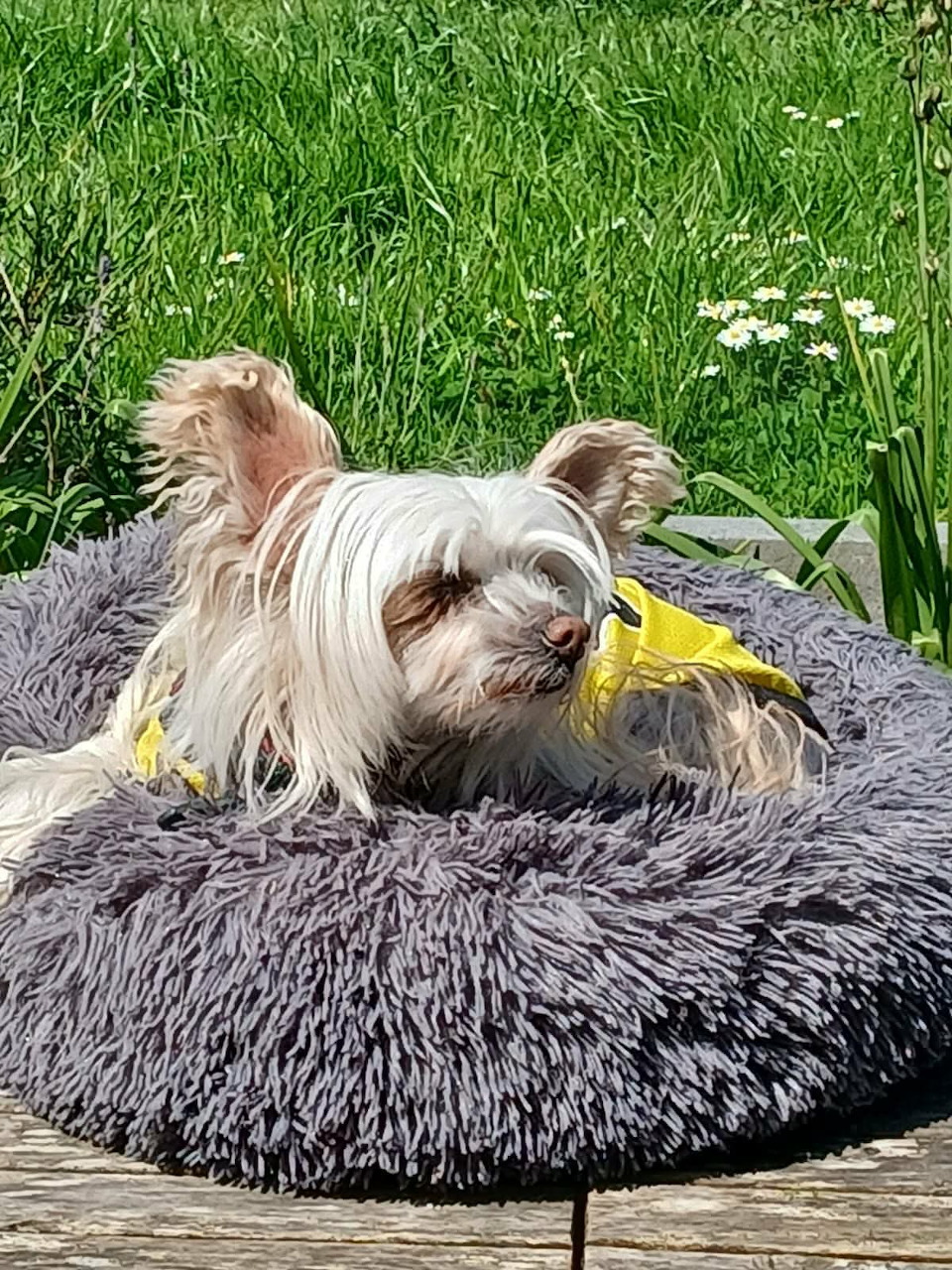 Yorkshire Terrier on Dog Bed