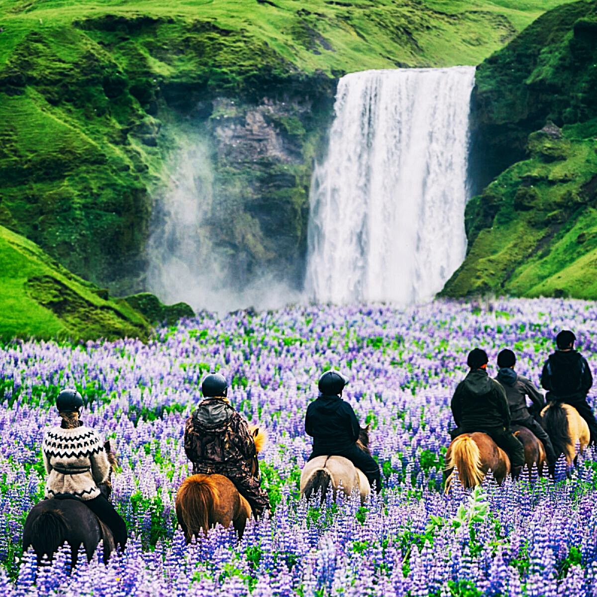 Group riding horses through purple lupine field below waterfall in Iceland