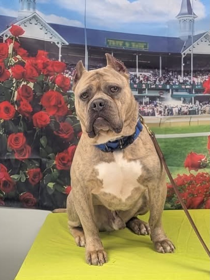 Tan pitbull with white chest sitting on green bench at Churchill Downs with red roses