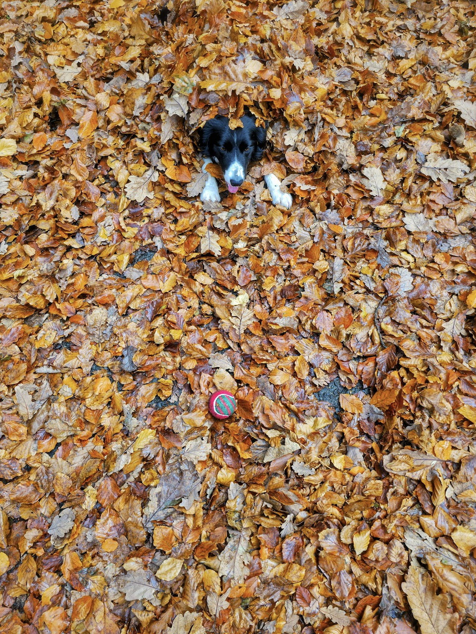 Black and white dog peeking out from a pile of fallen autumn leaves with a small ball below