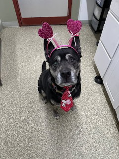 Dog wearing pink heart headband and bandana sitting on speckled floor