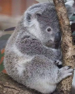 A grey fluffy koala hugging a tree branch and looking at the camera