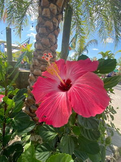 Bright pink Chinese hibiscus flower outdoors with green leaves and palm trees