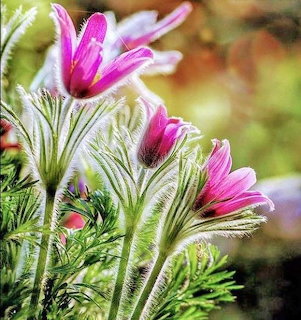 Pink pasque flowers with hairy stems and feathery green leaves in close-up