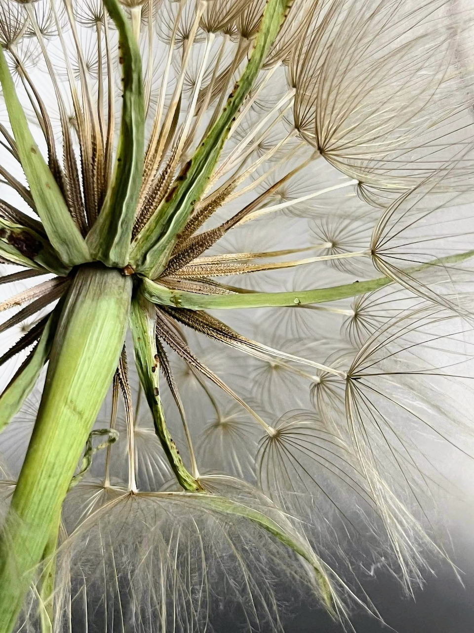 Close-up of a dandelion seed head with fine white filaments and green stem