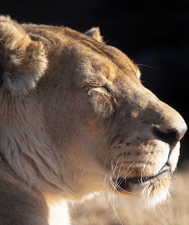 Close-up side profile of a lioness with golden fur and whiskers in bright sunlight