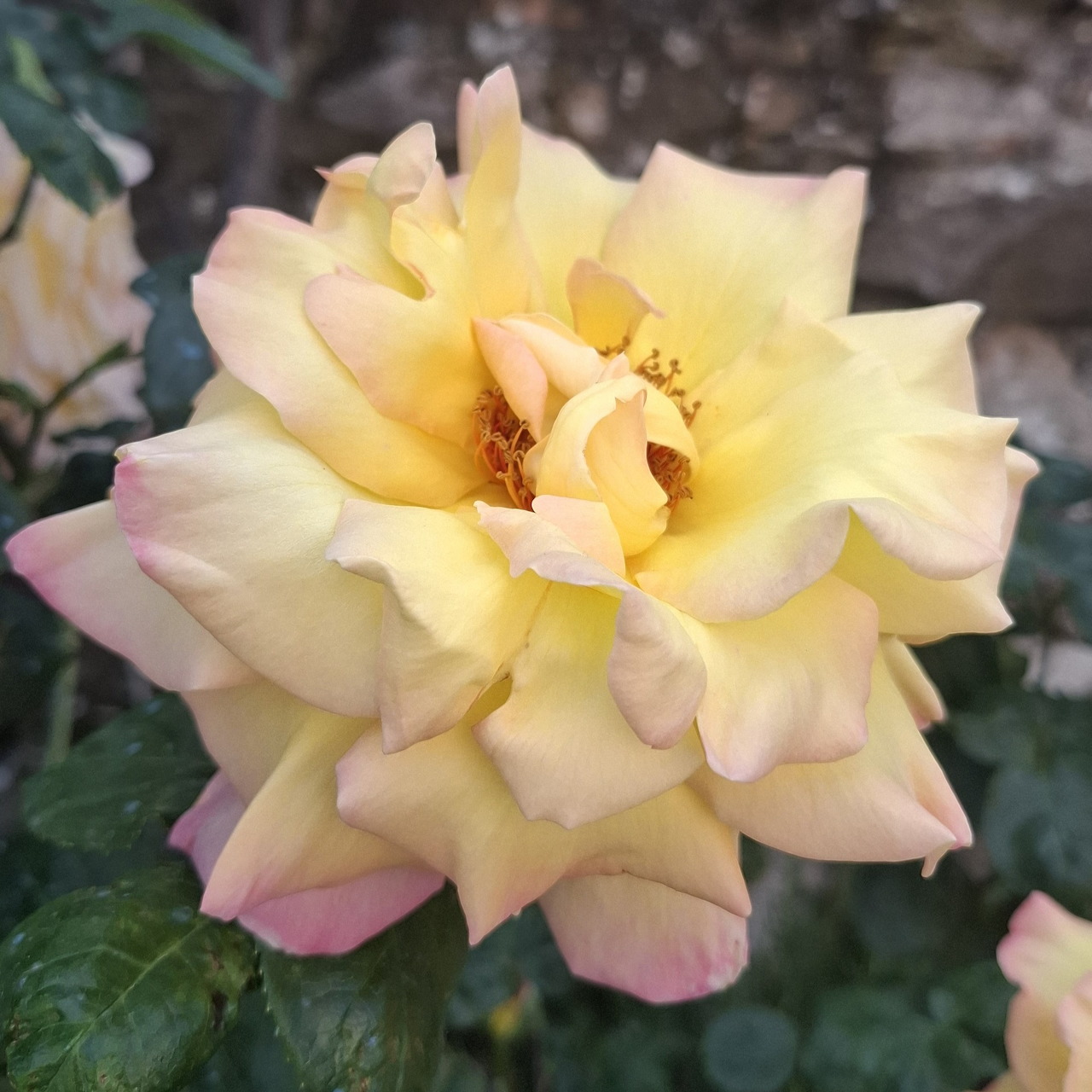 Close-up of a pale yellow rose with pink-tinted petals and green leaves