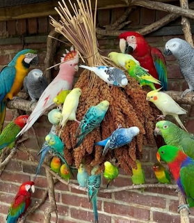 Multiple colorful parrots and parakeets eating from a hanging woven feeder