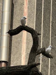 Two white terns sitting on opposite ends of a gnarled dark branch