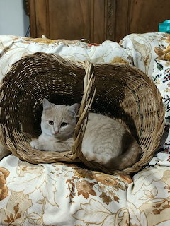 White Cat in Wicker Basket