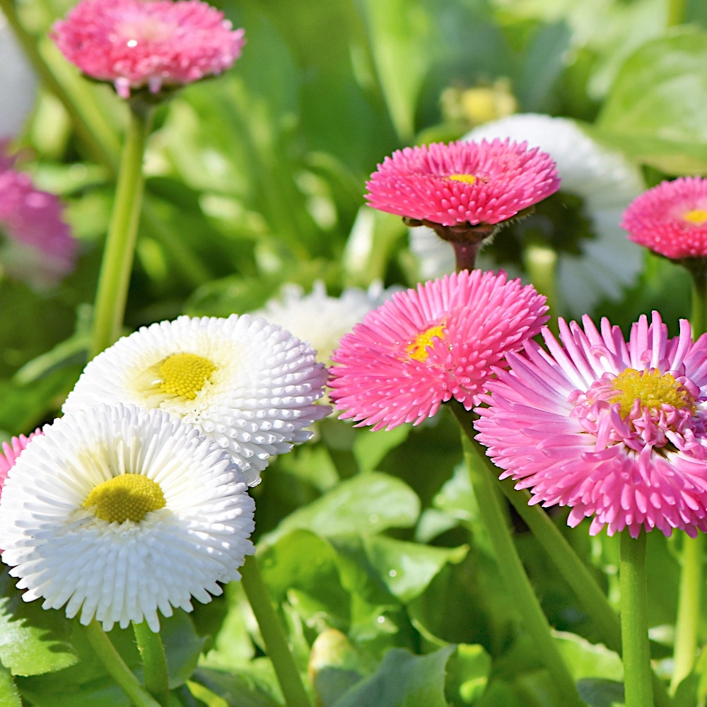 Close-up of pink and white English daisy flowers with yellow centers surrounded by green leaves