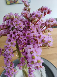 Close-up of pink bergenia flower clusters with thick stems in an indoor setting