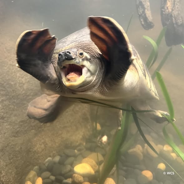Fly River turtle underwater with open mouth and outstretched front flippers