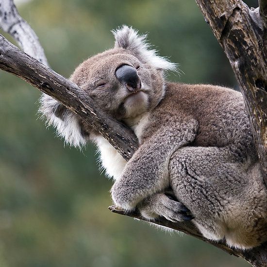Sleeping koala curled up in a tree fork with its head resting on a branch