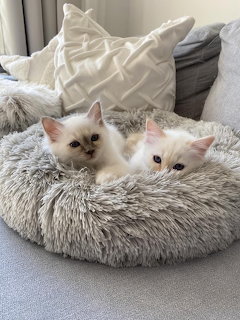 Two fluffy Birman kittens with blue eyes lying in a round gray pet bed