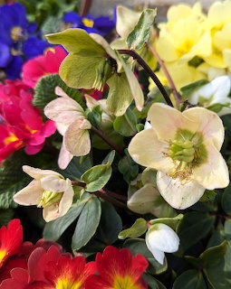 Close-up of pale helebore flowers surrounded by colorful pink, red, and yellow primroses