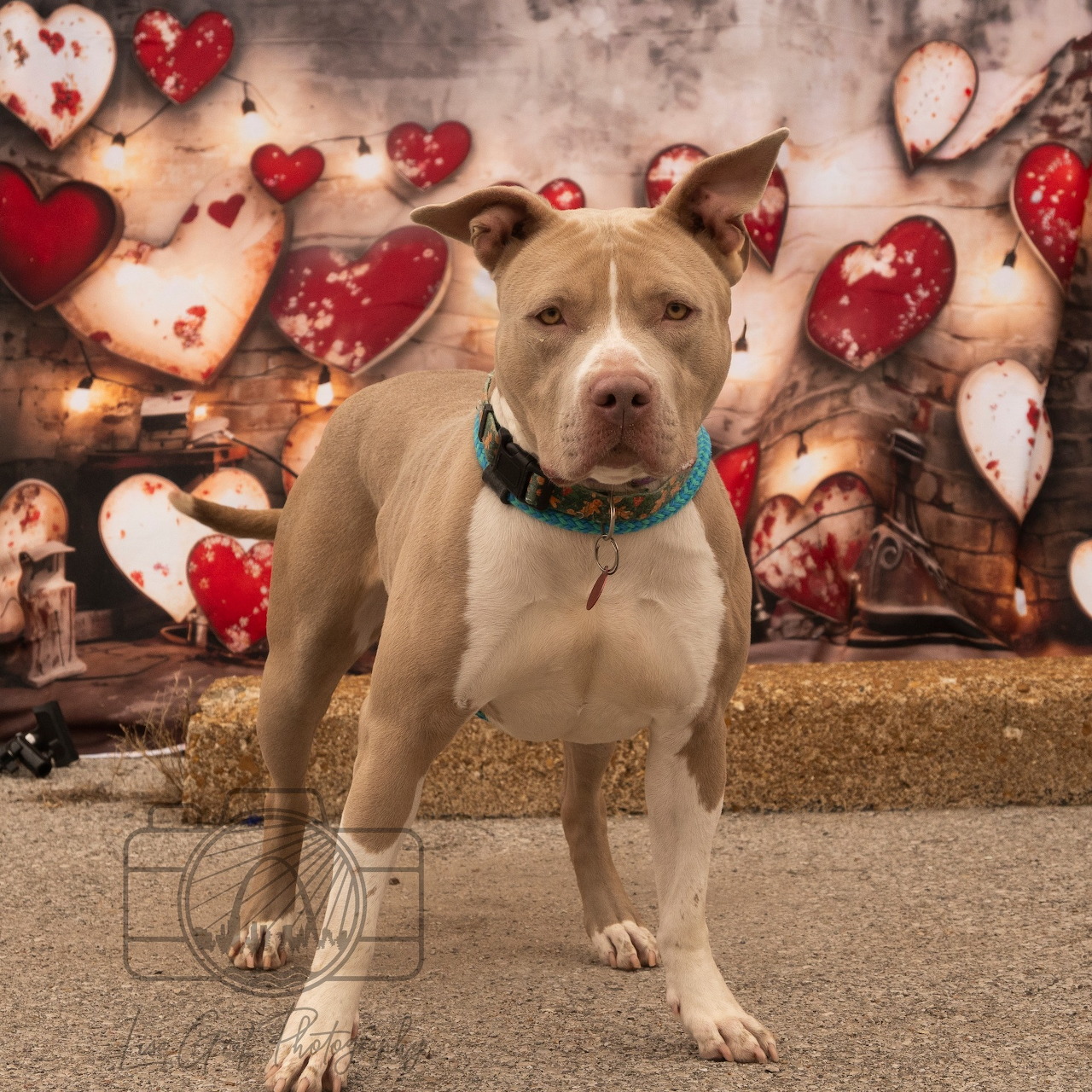 Fawn pitbull with blue collar sitting in front of heart-decorated wooden background