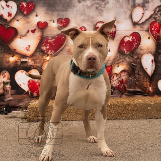 Fawn Pitbull Portrait