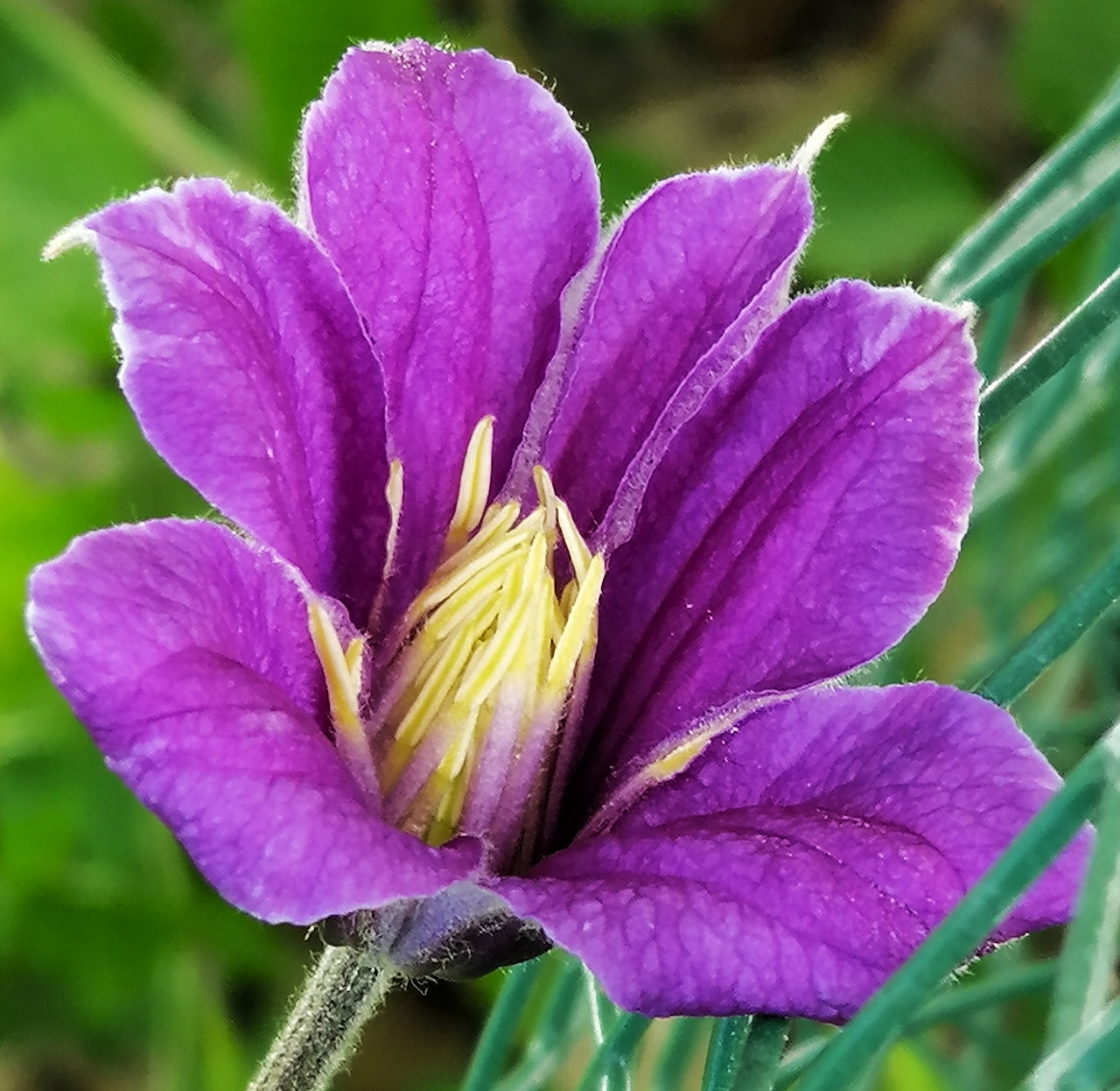 Purple Clematis Blossom