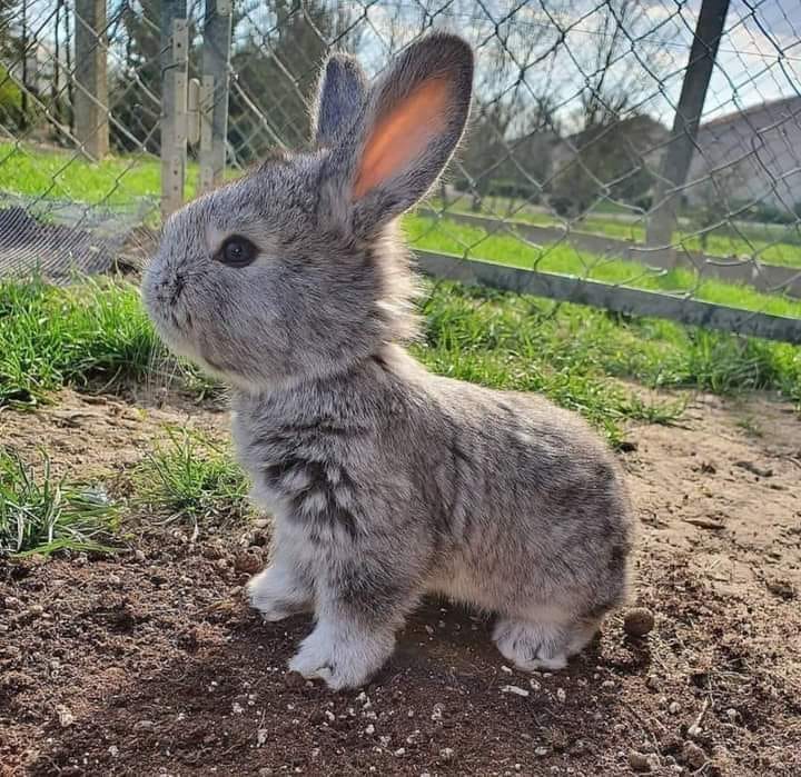 Small gray buny rabbit sitting on dirt in a fenced outdoor garden