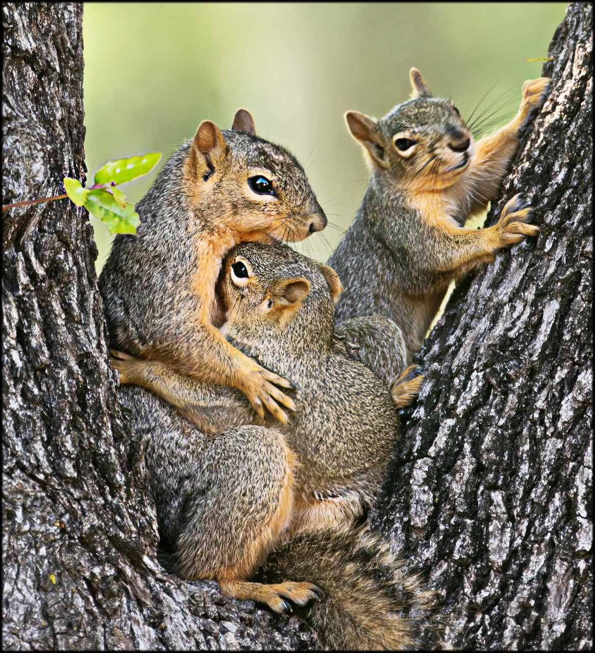 Group of squirrels together outdoors with bushy tails and detailed fur.