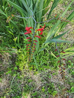 Crocosmia Red Flowers