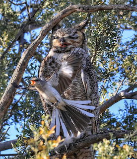 Great horned owl on branch clutching a mockingbird prey in its talons