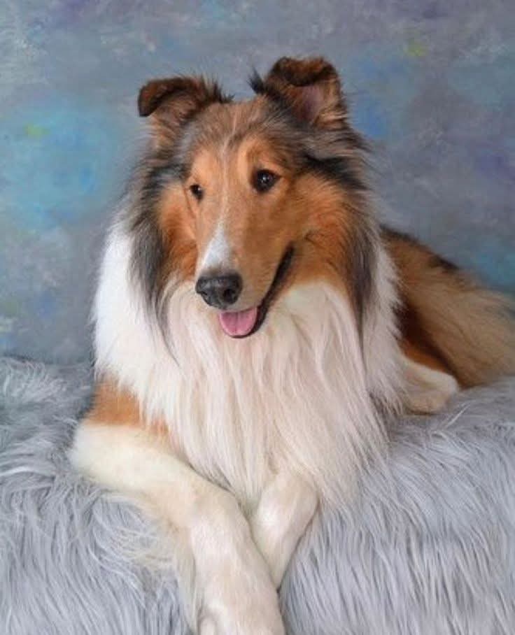 Painted portrait of a collie dog lying on a gray surface with a blue background
