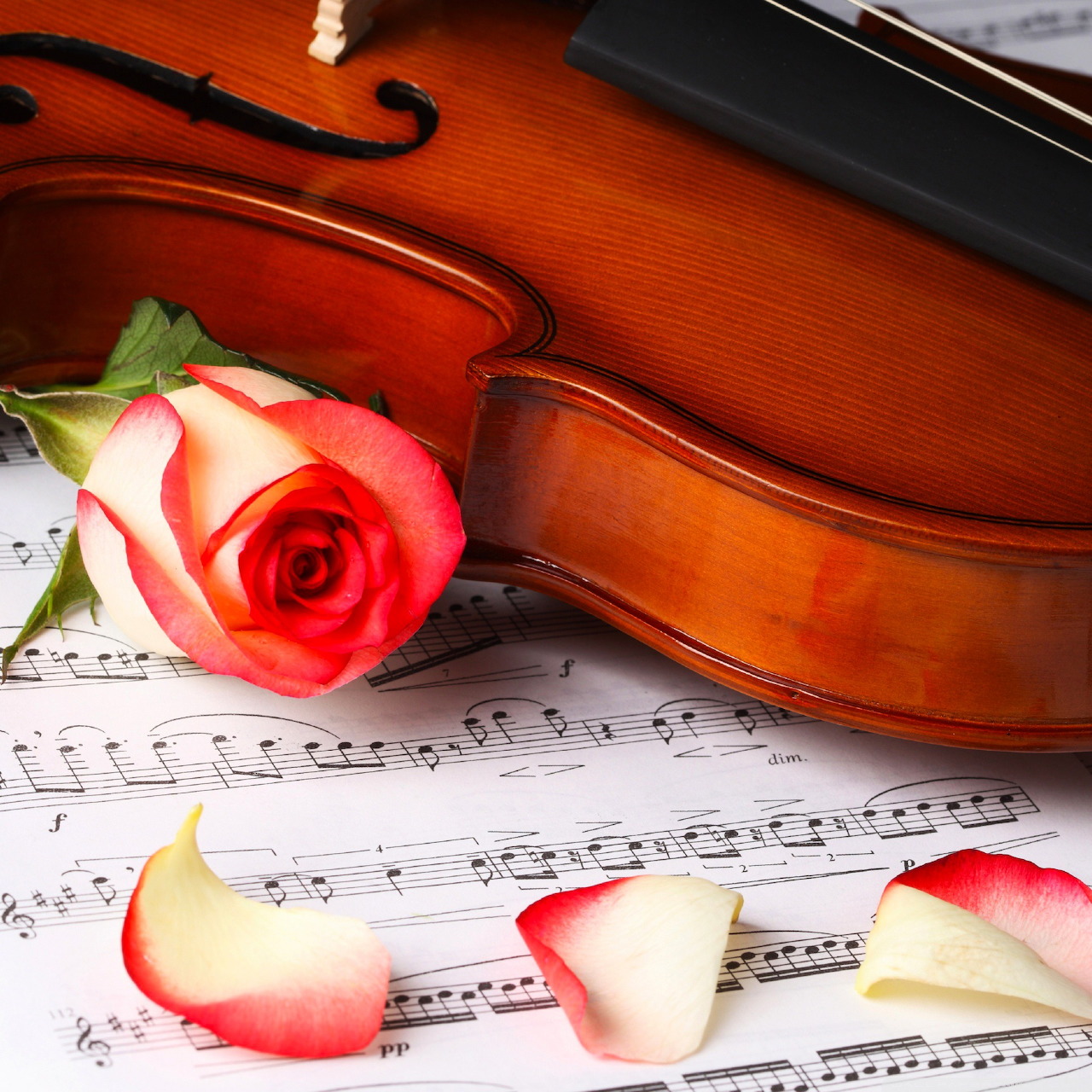 Violin with pink rose and petals on musical score