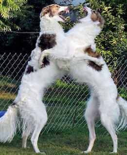 Two white and brown Borzoi dogs standing upright face-to-face in playful pose outdoors