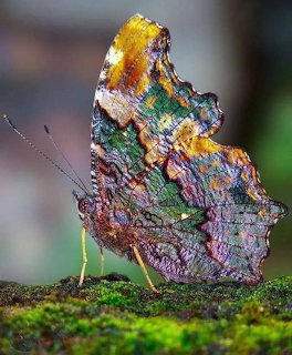 Blue Admiral Nymphalid Butterfly