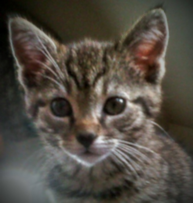 Close-up of a tabby kitten facing the camera