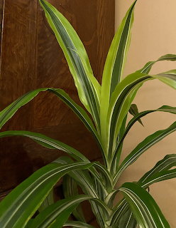 Close-up of a variegated corn plant with long green striped leaves indoors
