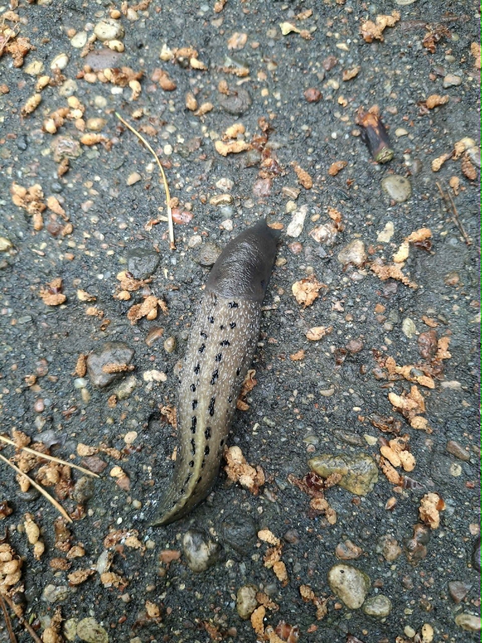 Dark gray slug on wet gravel with scattered small pebbles