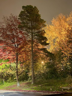 Autumn trees with red, green, and golden leaves illuminated by streetlights at night