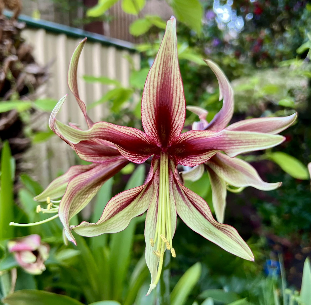 Amaryllis flower with burgundy and cream striped petals in garden setting