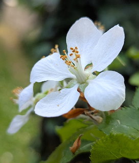 White Apple Blossom Spring