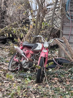 Old red motorcycle abandoned in a leaf-covered overgrown yard beside a shed