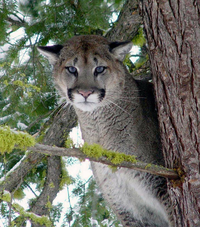 Mountain lion with blue eyes resting on a tree branch among pine needles