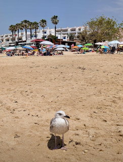 Seagull standing on sandy beach with palm trees and umbrellas behind