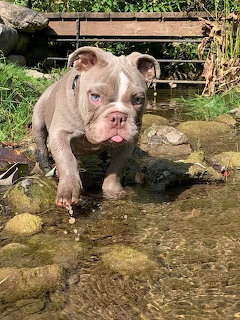 Bulldog Pupy in Stream
