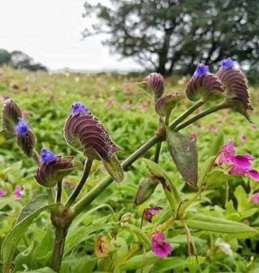Blue Wildflower Buds