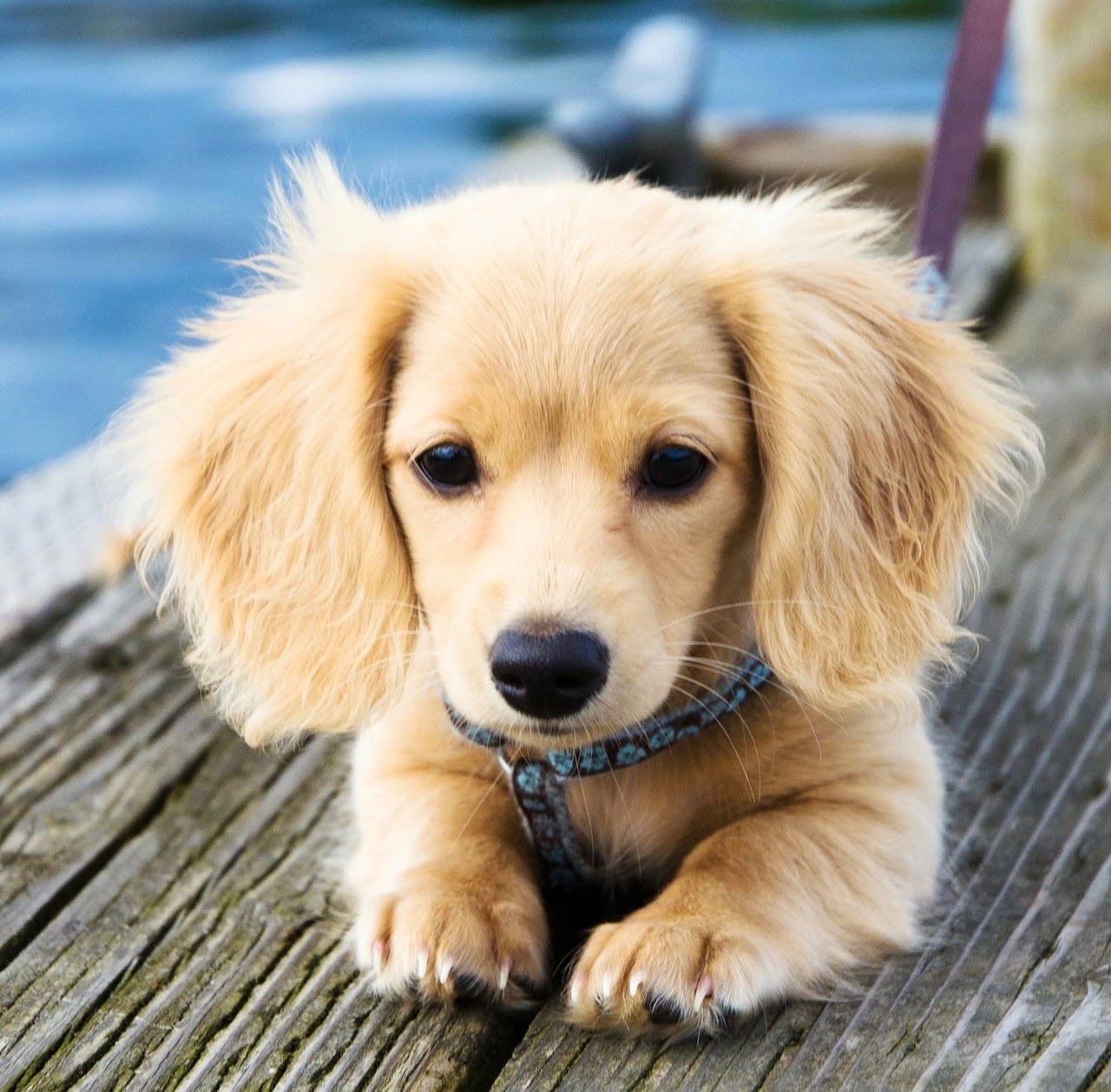 Golden retriever puppy lying on wooden dock by water