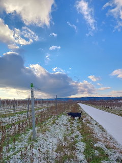 Black dog walking on snow-covered rural path with blue sky and mountains in background