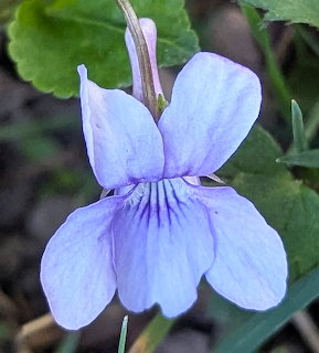 Close-up of a purple violet flower with detailed petal veining and green leaves in background